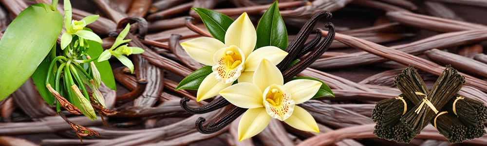 vanilla extract vanilla paste wholesale supplier manufacturer
