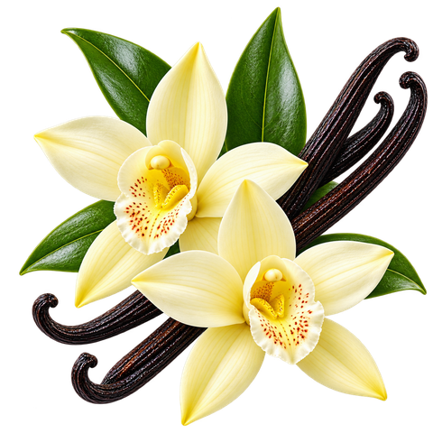 Vanilla Extra