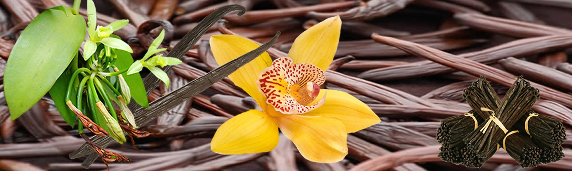 vanilla extract vanilla paste wholesale supplier manufacturer